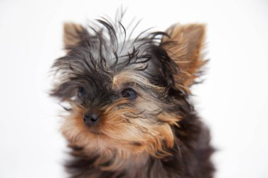 Yorkshire Terrier köpek yavrusunun yakın görüntüsü