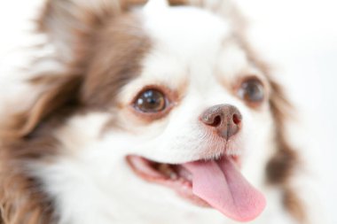 Şirin kahverengi ve beyaz Chihuahua köpeğini kapat.