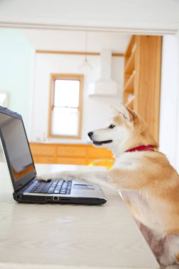 Shiba Inu köpeği dizüstü bilgisayarın başında oturuyor..