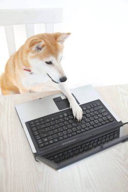 Shiba Inu köpeği dizüstü bilgisayarın başında oturuyor..