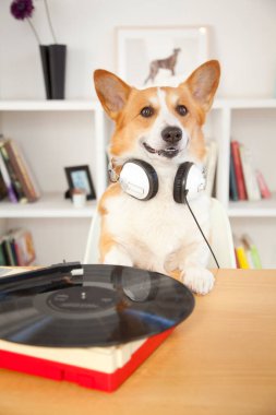 Odada plak plağı olan corgi dog. 