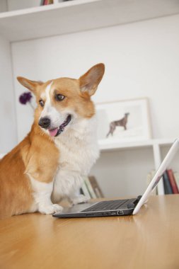 Evde dizüstü bilgisayarı olan sevimli Corgi köpeği.