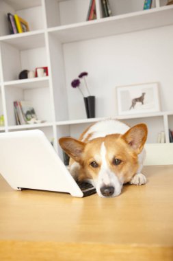 Evde dizüstü bilgisayarı olan sevimli Corgi köpeği.