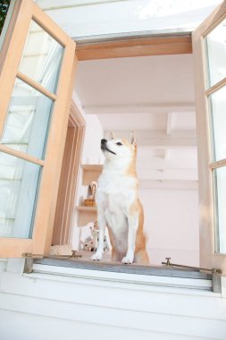 Pencerenin kenarında durup pencereye bakan şirin Shiba Inu 'nun portresi