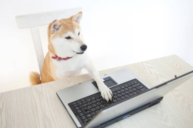 Shiba Inu köpeği dizüstü bilgisayarın başında oturuyor..