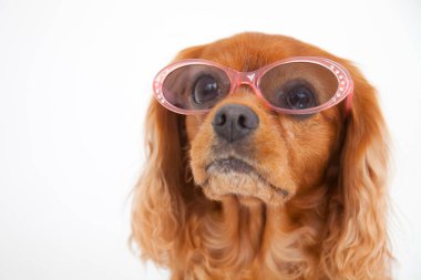 İngiliz Cocker Spaniel 'in portresi beyaz arka planda izole edilmiş. 