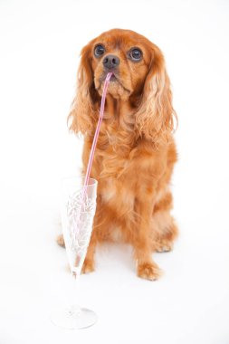 İngiliz Cocker Spaniel 'in portresi beyaz arka planda izole edilmiş. 