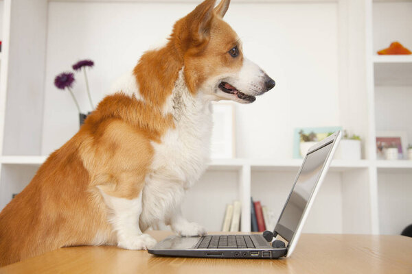 cute Corgi dog with laptop at home
