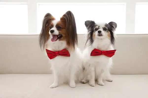 Two Dogs Red Bows Sitting Couch — Stock Photo, Image