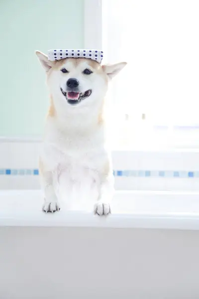 Lindo Perro Shiba Inu Cuarto Baño — Foto de Stock