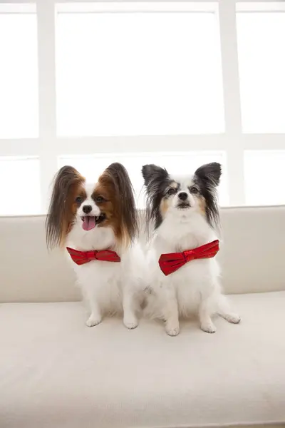 Two Dogs Red Bows Sitting Couch — Stock Photo, Image