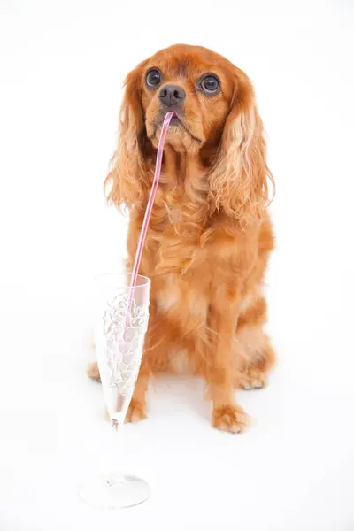 stock image Portrait of English Cocker Spaniel isolated on white backgound 