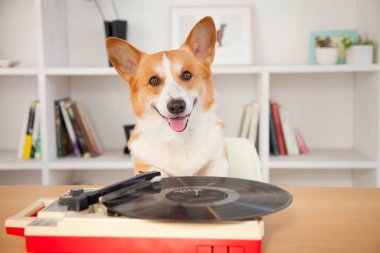 Odada plak plağı olan corgi dog. 