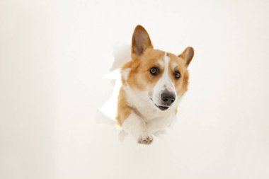 Kağıt delikten bakan şirin Corgi köpeği.