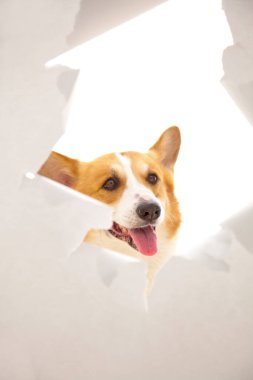 Kağıt delikten bakan şirin Corgi köpeği.