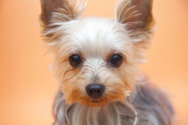 Şirin küçük Yorkshire Teriyer köpeği