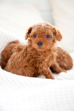 Şirin kaniş yavrularının portresi