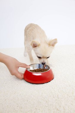 Küçük köpekçik, Don White 'ın stüdyo geçmişini izole etti.