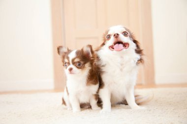 Chihuahua köpeği ve köpek yavrusu portresi 