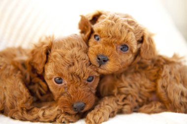 Şirin kaniş yavrularının portresi