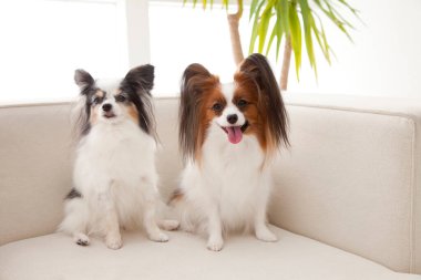 İki sevimli Avrupalı oyuncak spanyel