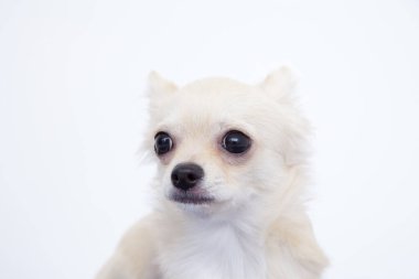 Küçük köpekçik, Don White 'ın stüdyo geçmişini izole etti.