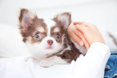 Şirin kahverengi ve beyaz Chihuahua köpeğini kapat.