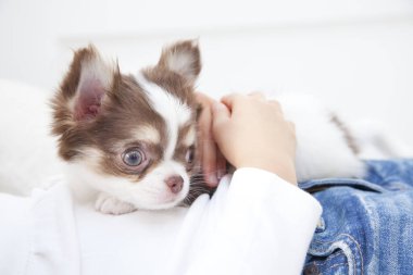 Şirin kahverengi ve beyaz Chihuahua köpeğini kapat.