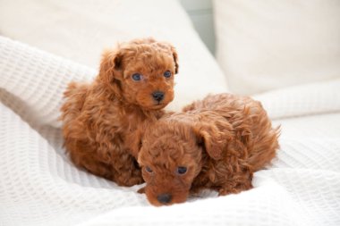 Şirin kaniş yavrularının portresi