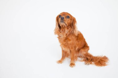 İngiliz Cocker Spaniel 'in portresi beyaz arka planda izole edilmiş.  