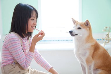 Asyalı küçük kız ve Shiba Inu köpeği dişlerini temizliyor.