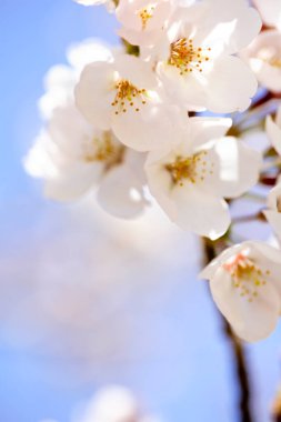 Bahar çiçeği arka plan beyaz çiçekli 