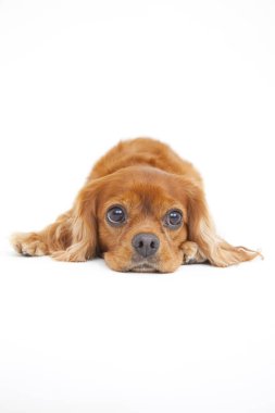 Portrait of English Cocker Spaniel isolated on white backgound  clipart
