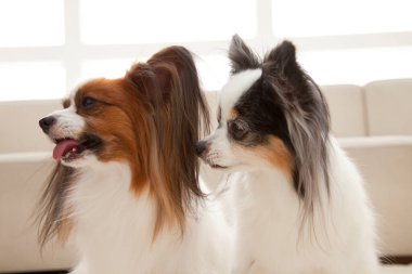 İki sevimli Avrupalı oyuncak spanyel