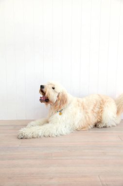 Küçük köpekçik, Don White 'ın stüdyo geçmişini izole etti.