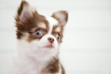 Şirin kahverengi ve beyaz Chihuahua köpeğini kapat.