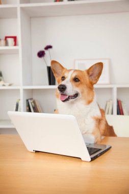 Evde dizüstü bilgisayarı olan sevimli Corgi köpeği.