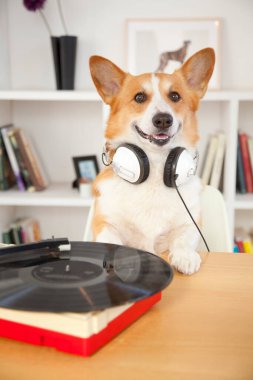 Odada plak plağı olan corgi dog. 