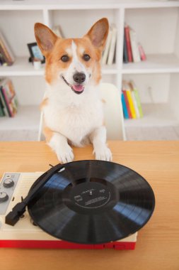 Odada plak plağı olan corgi dog. 