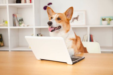 Evde dizüstü bilgisayarı olan sevimli Corgi köpeği.