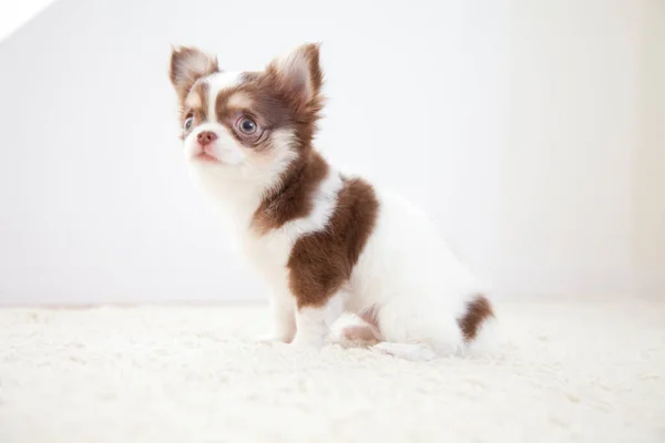 cute chihuahua puppy on the floor