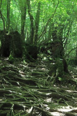 Yaz ormanlarında yeşil bitkiler, gündüz manzarası 