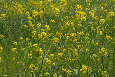 Bahçedeki sarı çiçekler doğa arka planında