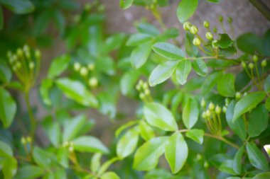 doğa arka planında yeşil yapraklar