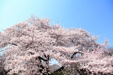 Güzel kiraz çiçeklerinin yakın görüntüsü. Çiçek arka planı