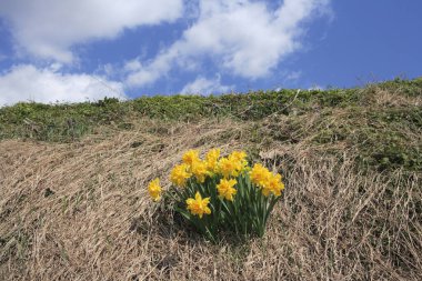 Kurumuş çimenlerdeki sarı nergisler