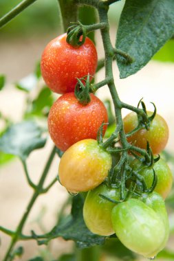 Dal üzerinde olgunlaşan taze organik domatesleri kapatın.