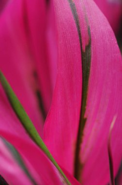 Güzel pembe ve yeşil çiçek, yakın görüş