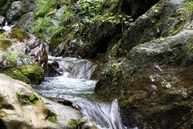 Ormanda güzel bir şelale 