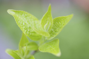 Bulanık arkaplanda taze nane yaprakları 